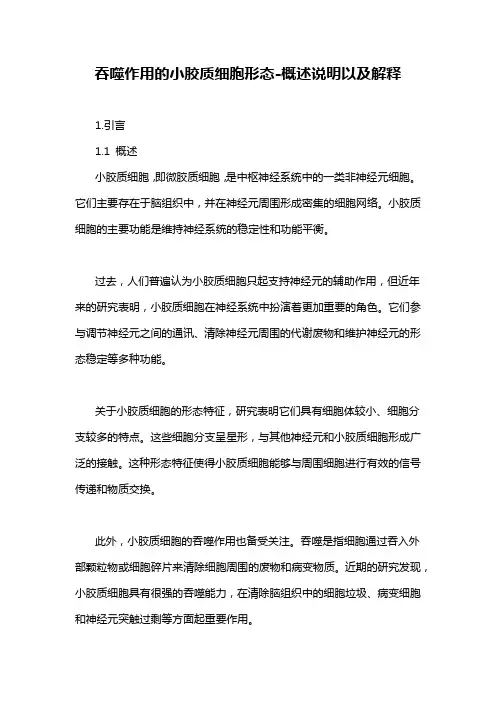 吞噬作用的小胶质细胞形态-概述说明以及解释