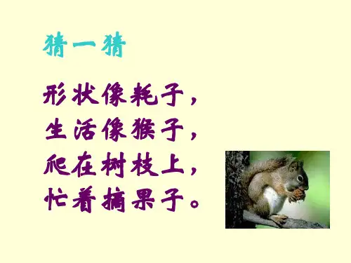 《松鼠和松果》完美版PPT课件