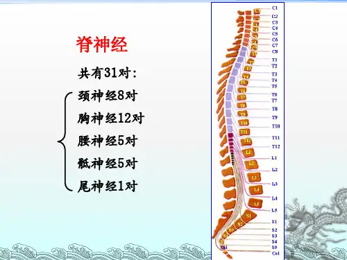 全身神经详解