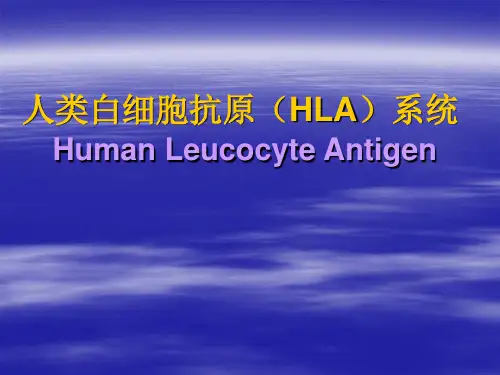 人类白细胞抗原(HLA)系统
