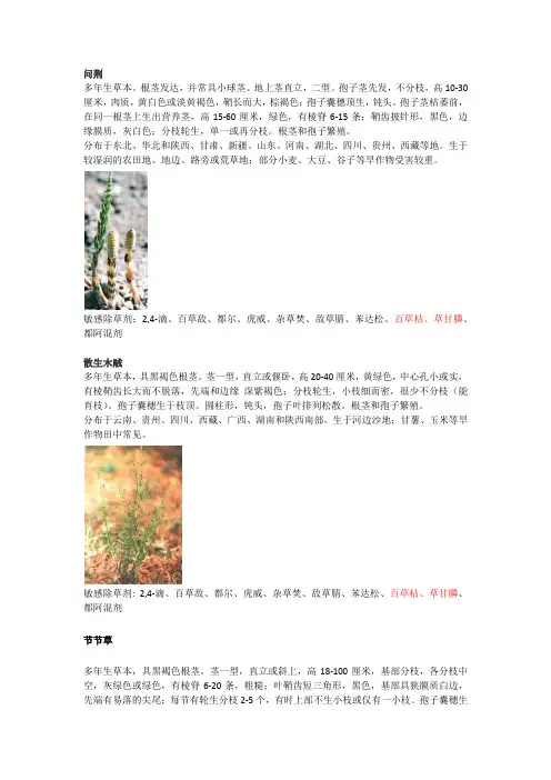 常见杂草