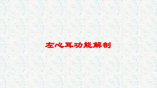 左心耳功能解剖培训课件