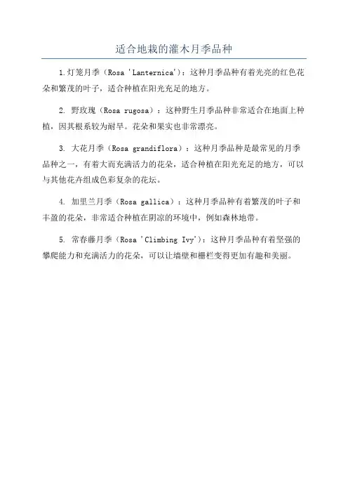 适合地栽的灌木月季品种