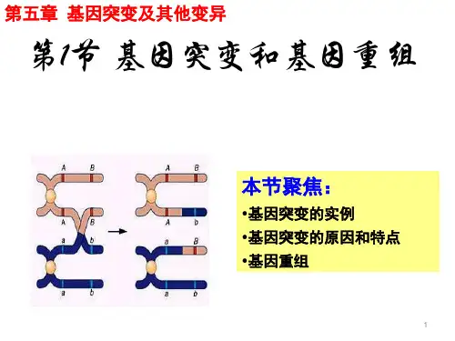人教版高一生物必修二 5.1 基因突变和基因重组 (共28张PPT)