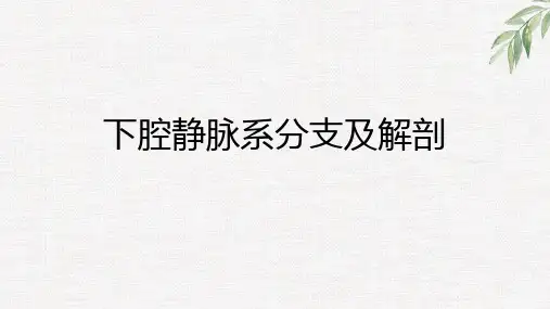 下腔静脉系分支及解剖