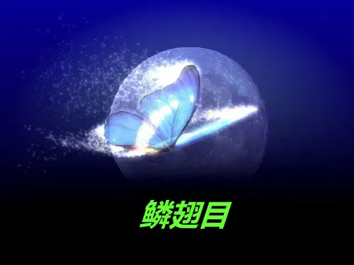 鳞翅目