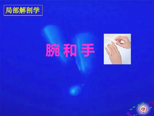 手-解剖