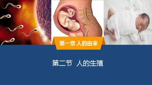4.1.2  人的生殖  课件-2024-2025学年鲁科版生物七年级上册