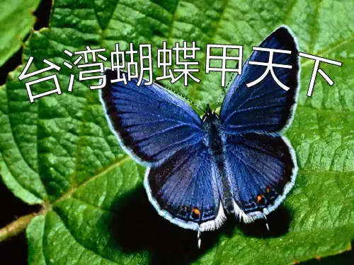 语文S版语文四上《台湾蝴蝶甲天下》ppt课件1