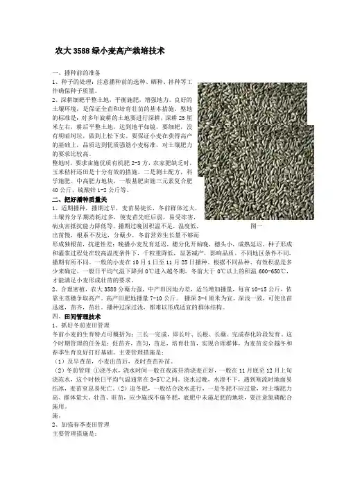 农大3588绿小麦高产栽培技术