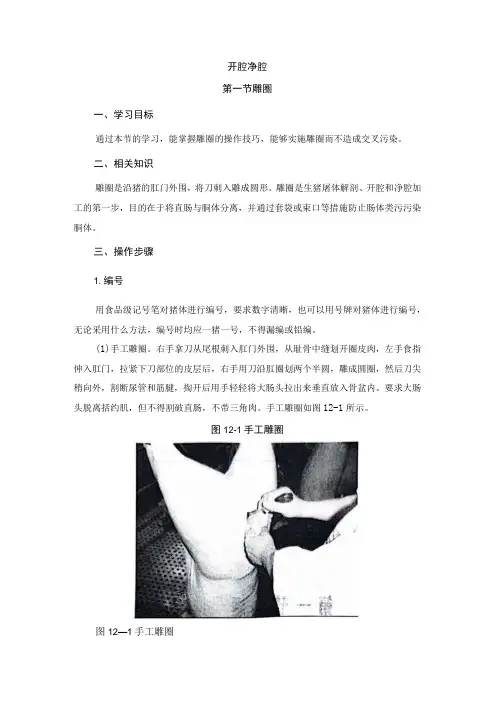 猪屠宰加工工培训 12开膛净腔