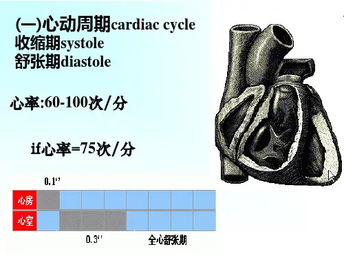 心脏的泵血功能-PPT课件