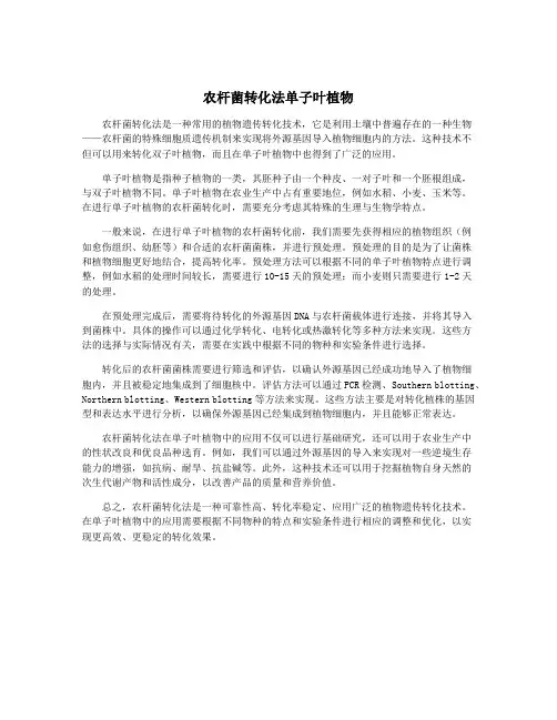农杆菌转化法单子叶植物