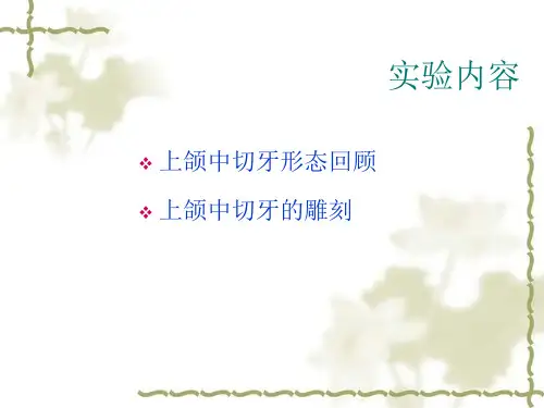 倍比雕刻上颌中切牙