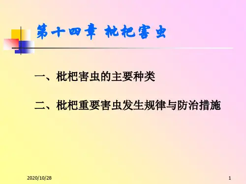 农业昆虫学第十四章 枇杷害虫