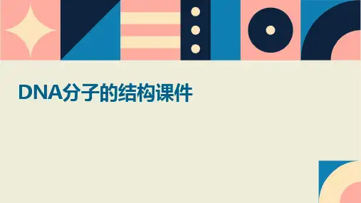 dna分子的结构课件