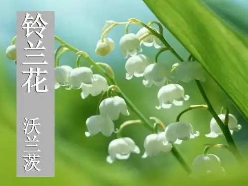 《铃兰花》ppt20
