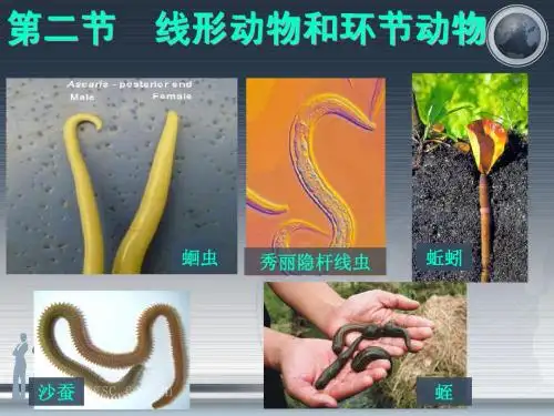 2.线形动物和环节动物