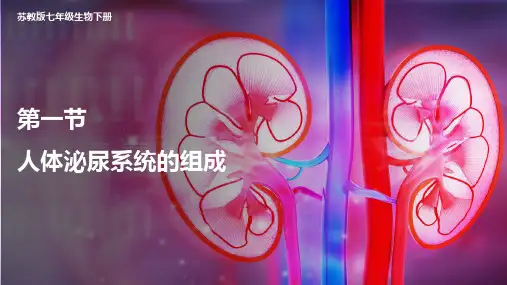 11-1 人体泌尿系统的组成-2022-2023学年七年级生物下册同步精品课堂(苏教版)
