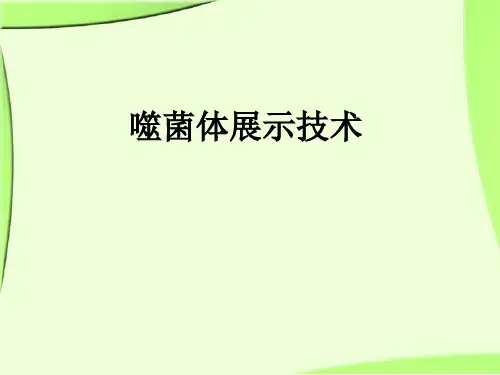 噬菌体展示技术