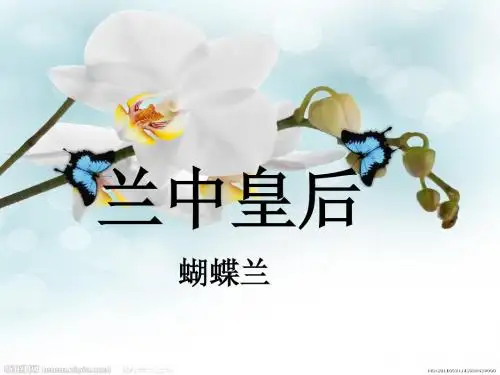 兰中皇后