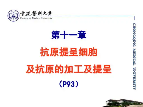 抗原呈递细胞(第11章) (2)