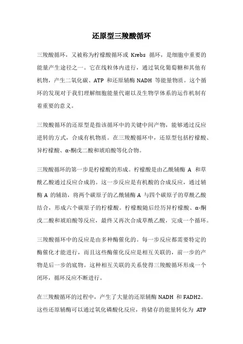 还原型三羧酸循环