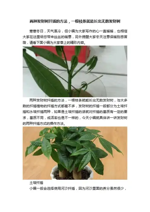 两种发财树扦插的方法，一根枝条就能长出无数发财树