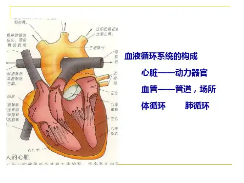 心脏血管生理_PPT课件