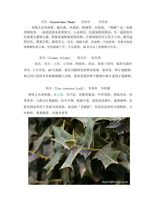 学校常见植物