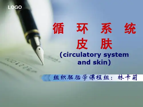 循环系统、皮肤