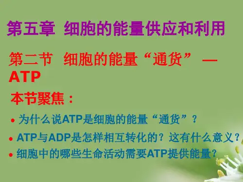 细胞的能量“通货”——ATPppt21 人教课标版精选教学PPT课件