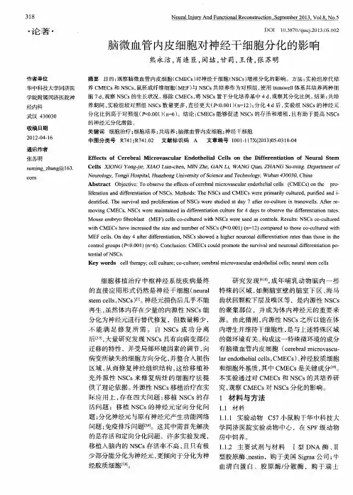 脑微血管内皮细胞对神经干细胞分化的影响
