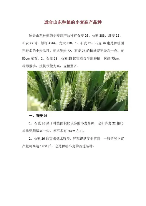 适合山东种植的小麦高产品种
