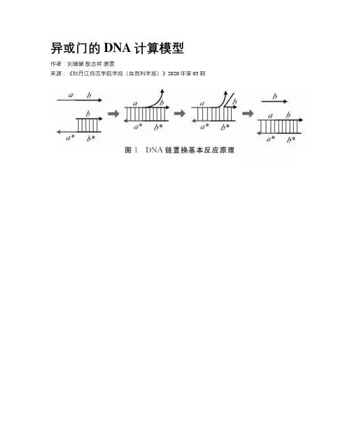 异或门的DNA计算模型