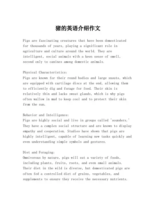 猪的英语介绍作文