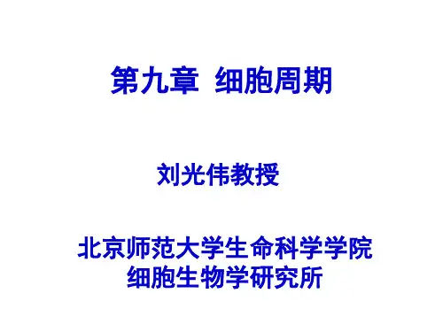9-1 细胞周期与调控