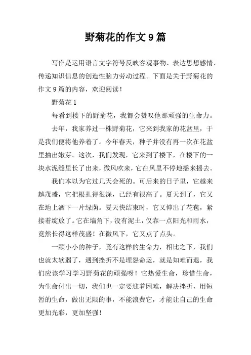 野菊花的作文9篇