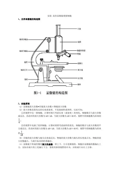 实验 高倍显微镜观察细胞