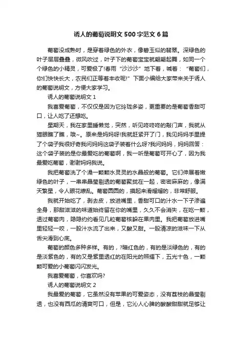 诱人的葡萄说明文500字范文6篇