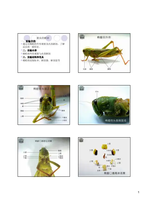 蝗虫的解剖
