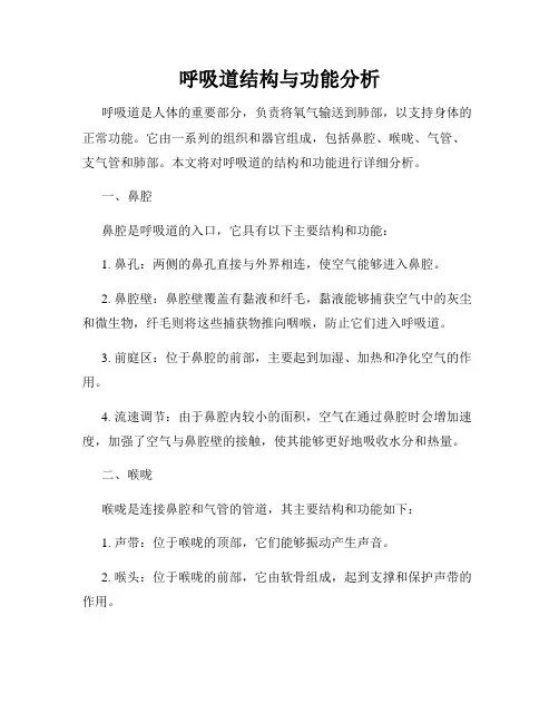 呼吸道结构与功能分析