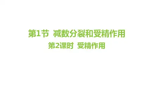 2.1减数分裂和受精作用第2课时课件高一下学期生物人教版必修2