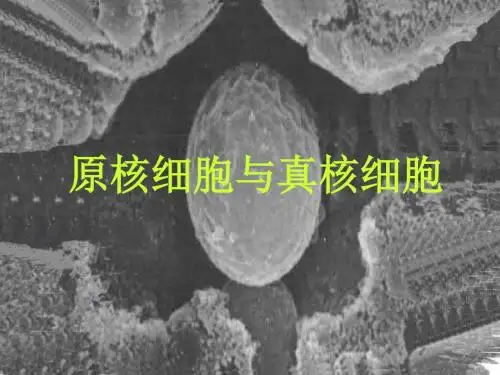 高三生物原核细胞与真核细胞