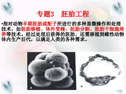 初级卵母细胞ppt课件