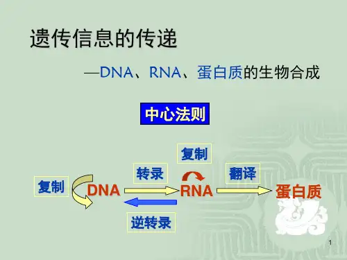 DNA复制、转录、翻译(课堂PPT)