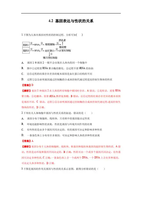 高中生物第二册 4 2 基因表达与性状的关系 练习(含答案)