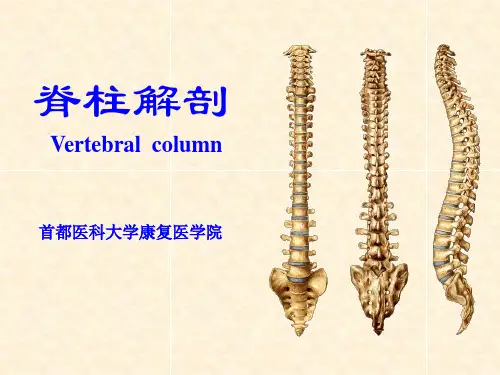 脊柱解剖