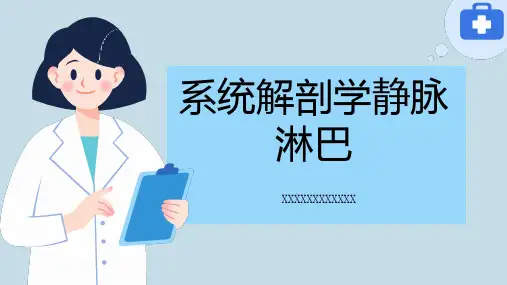 系统解剖学静脉淋巴