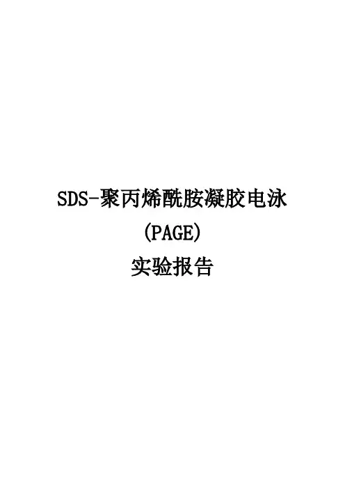 SDS-聚丙烯酰胺凝胶电泳